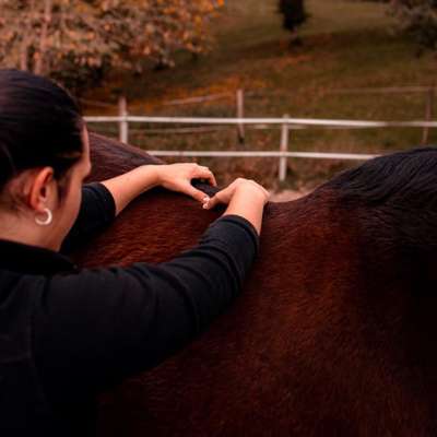 %{de_profession_title}-Tierphysiotherapie für Hunde und Pferde-Bild