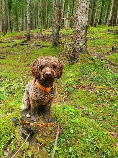 Dogorama Photo Challenge - Gassipause-Beitrag-Bild