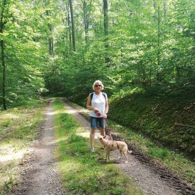 Hundetreffen-Gemeinsam laufen-Bild