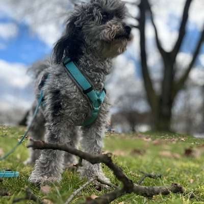 Hundetreffen-Gassitreff / Spielrunde-Bild