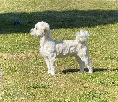 Die Dogorama Kalender Challenge Titelbild-Beitrag-Bild