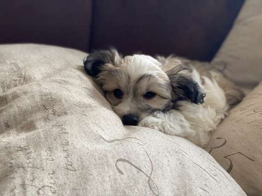 Die Dogorama Kalender Challenge Titelbild-Beitrag-Bild