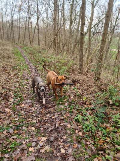 Bester Freund, Hundekumpel - zeigt her!-Beitrag-Bild