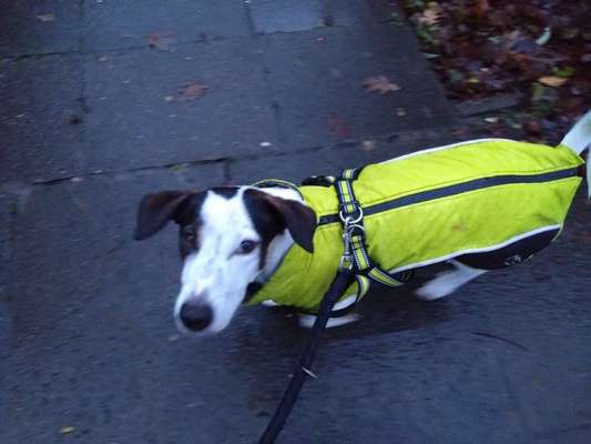 Hundetreffen-Übung für Monty Meiendorf-Bild