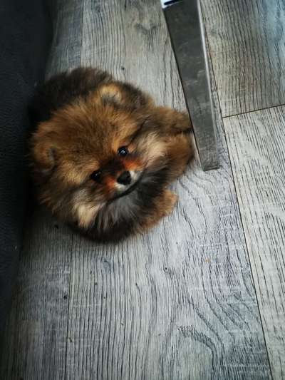 Welpen Bilder !-Beitrag-Bild