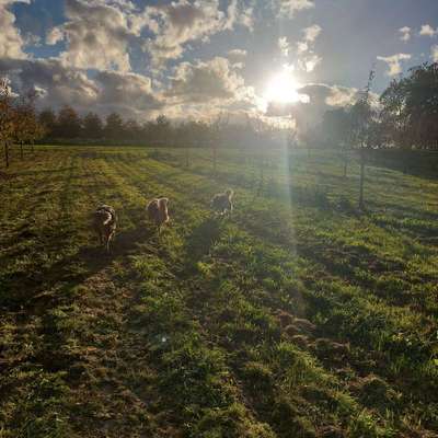 Hundetreffen-Gassilaufen-Bild