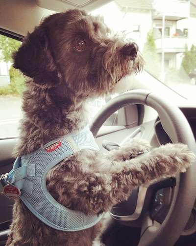 Wo fährt euer Hund im Auto mit?-Beitrag-Bild