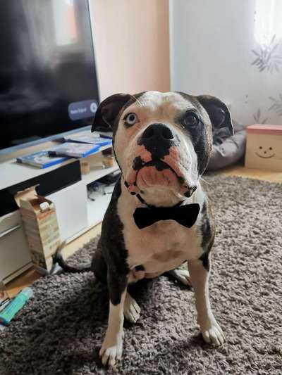 Wo sind meine AMERICAN BULLDOGS?-Beitrag-Bild
