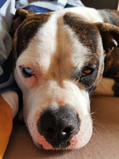 Wo sind meine AMERICAN BULLDOGS?-Beitrag-Bild