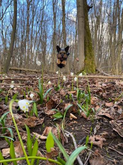 Hundefotografie und Erfahrungen-Beitrag-Bild