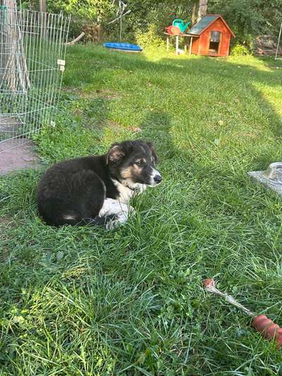 Hundetreffen-Woody, drei Monate alter Border Collie sucht Spielgefährten-Bild