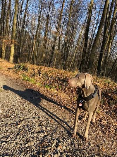 Zeigt her eure Junghunde :)-Beitrag-Bild