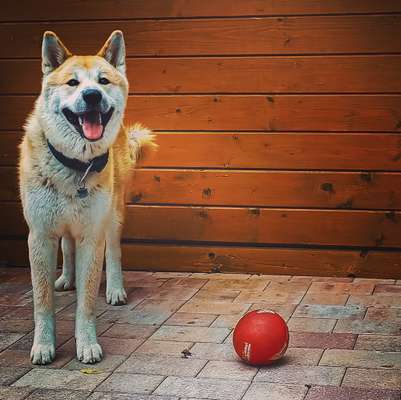 Hundetreffen-Akita sucht Gassibuddy-Bild