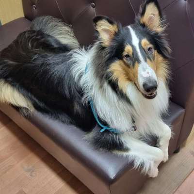 Hundefriseur Hundesalon Bella in Stammham  – Dogorama