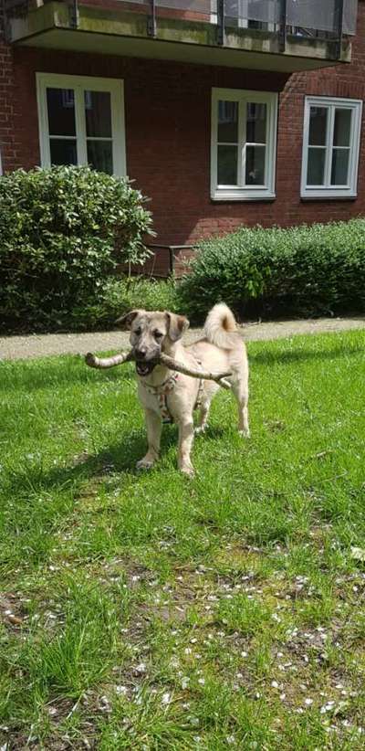 Hundetreffen-Hundekumpels zum spielen und trainieren-Bild