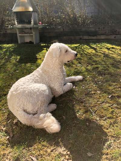 Herdenschutzhund-Beitrag-Bild