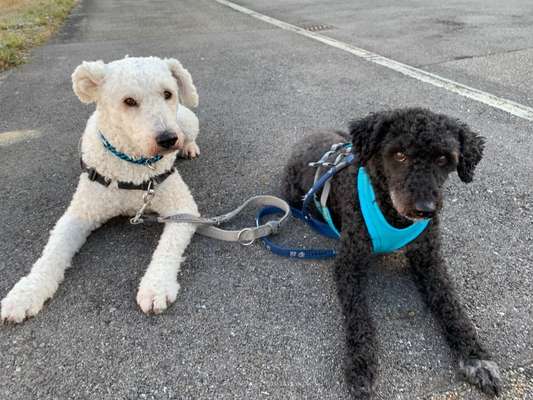 Herdenschutzhund-Beitrag-Bild