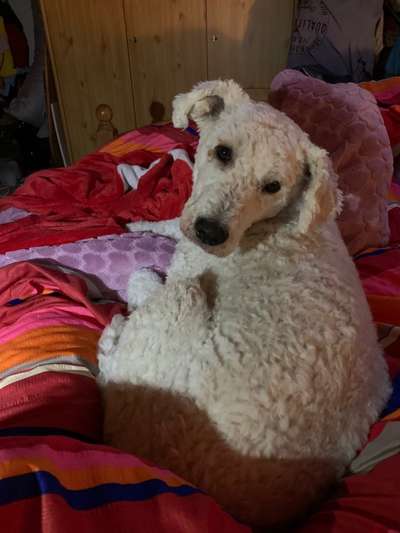 Darf der Hund bei Euch im Bett schlafen?-Beitrag-Bild