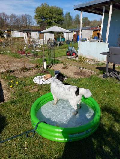 Dogorama-Monats-Challenge-Mai "Wasser"-Beitrag-Bild