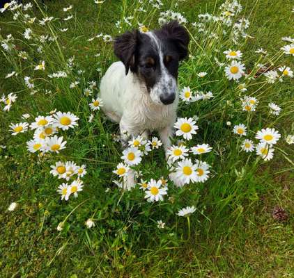 Hunde Memes-Beitrag-Bild