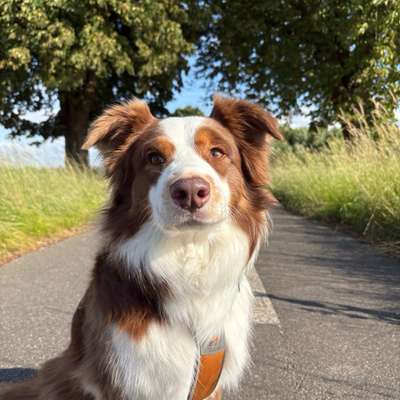 Hundetreffen-Spiel- und Gassifreunde gesucht-Bild