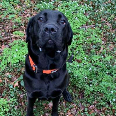 Hundetreffen-Spaziergang-Profilbild