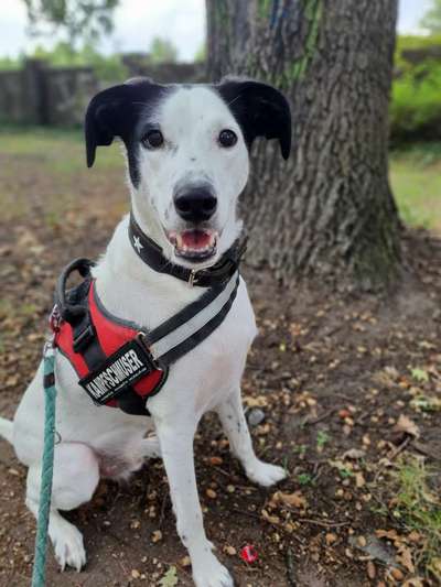 Hundetreffen-Kenlern treffen und spielen-Bild