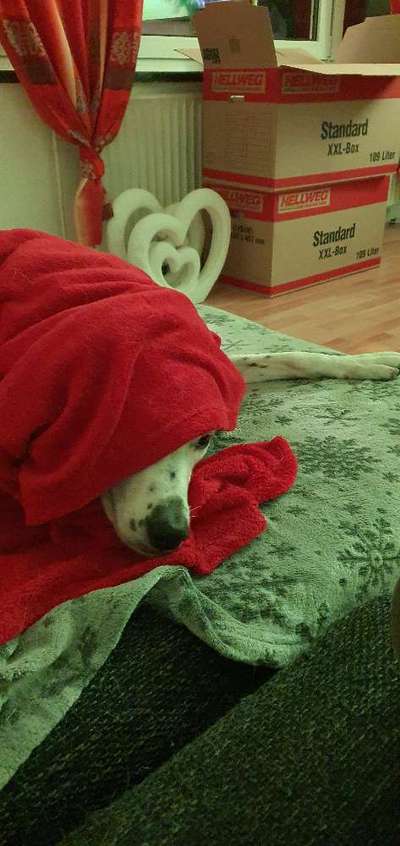 Dogorama Photo Challenge - Fail/Outtakes-Beitrag-Bild