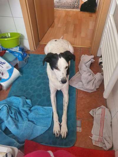 Hunde Memes-Beitrag-Bild