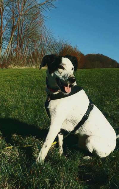 Fotochallenge 124 - Dein Comic-Hund-Beitrag-Bild