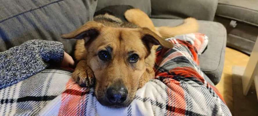 Zeigt mir die tollste Nahaufnahme von eurer Fellnase-Beitrag-Bild