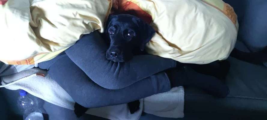 Zeigt mir die tollste Nahaufnahme von eurer Fellnase-Beitrag-Bild