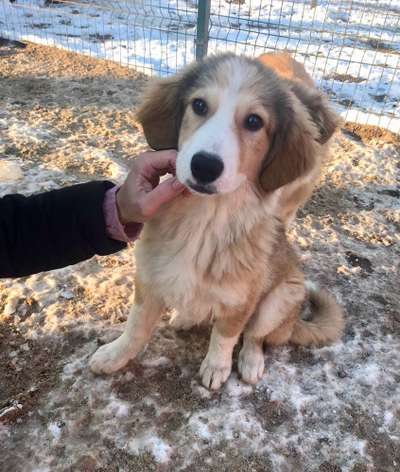 Mischlingshunde Foto Aufruf-Beitrag-Bild