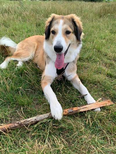 Mischlingshunde Foto Aufruf-Beitrag-Bild