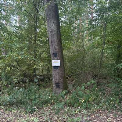 Giftköder-Eichenprozessionsspinner-Bild