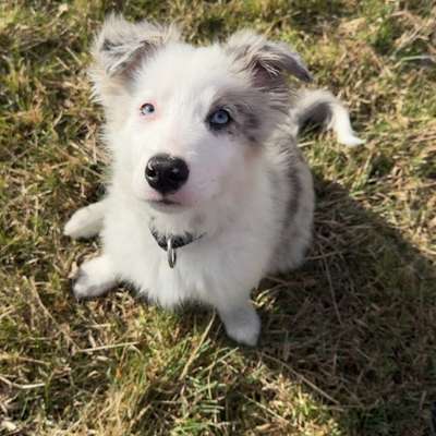 Hundetreffen-Spiel treffen in Theißen-Bild