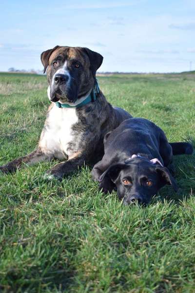Hundetreffen-Sozialisierung/ Impulskontrolle/ Begegnungstraining-Bild