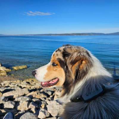 Hundetreffen-Spielpartner für meinen temperamentvolle Aussie