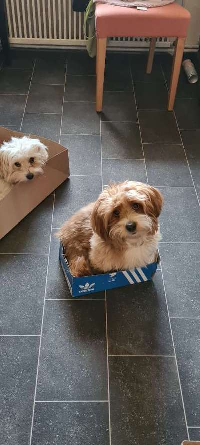 Hundetreffen-Freilauf Spieletreff etwas ausserhalb-Bild