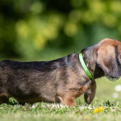 Hundetreffen-Welpentreffen Sülz-Bild
