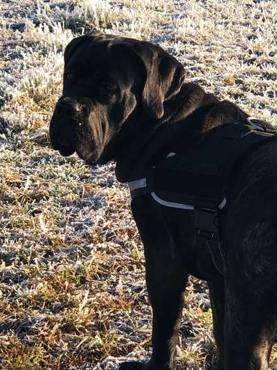 Hundetreffen-Cane corso Raum Ostrhauderfehn-Bild