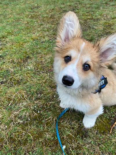 Corgis und ihre persönlichen Hofangestellten-Beitrag-Bild