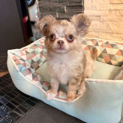 Hundetreffen-Welpentreffen/ Spieltreffen für kleine Hunde-Bild