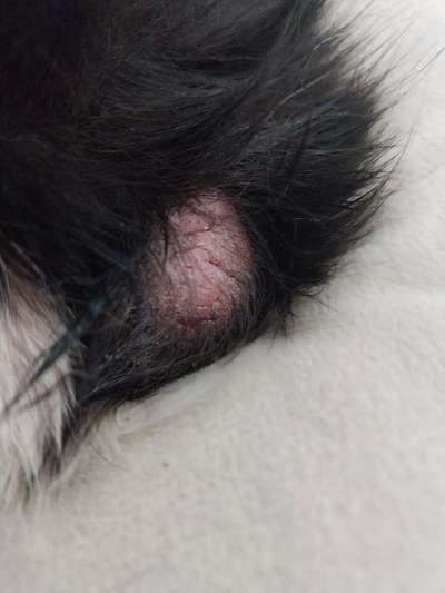 Sehr schuppige Liegestelle-Beitrag-Bild