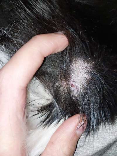 Sehr schuppige Liegestelle-Beitrag-Bild