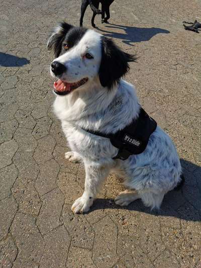 Welche Rasse?-Beitrag-Bild