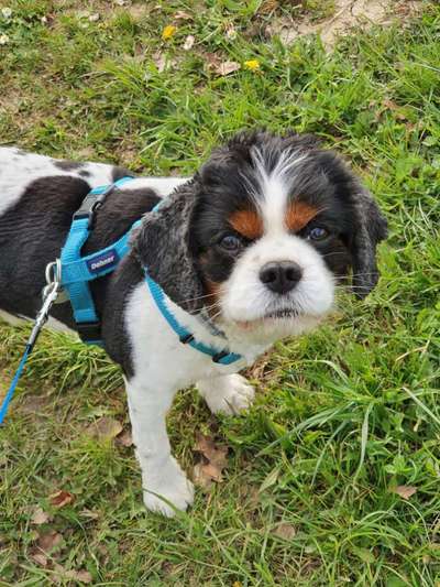 Unsere Fellnasen im Regenbogenland-Beitrag-Bild