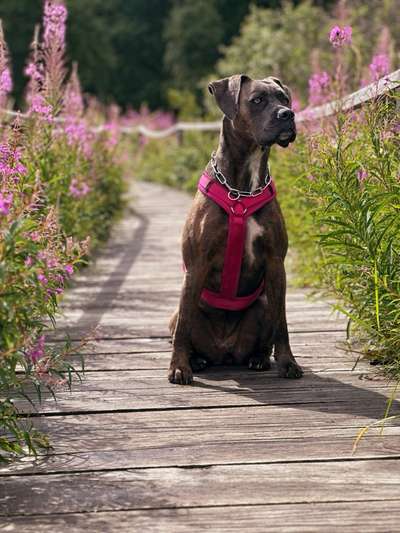 Hundetreffen-Gassi gehen, trainieren, quatschen-Bild