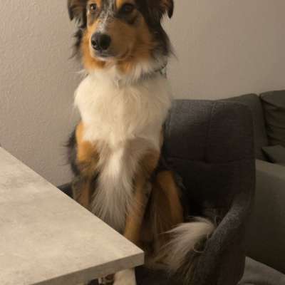 Hundetreffen-Spielfreunde/ Gassirunden-Bild