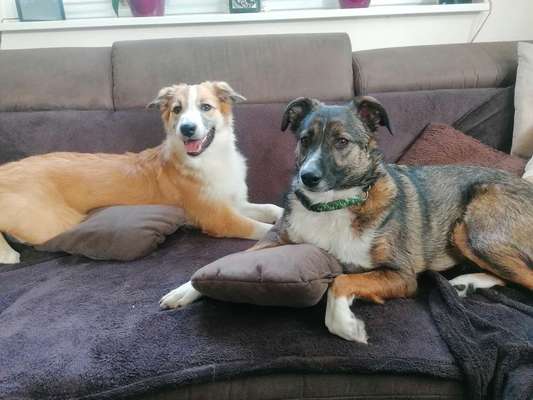 Mischlingshunde Foto Aufruf-Beitrag-Bild